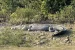 Odisha’s Bhitarkanika National Park Census: Increase in Salt Water Crocodiles