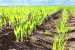 Rabi Crop Sowing increase by 36 lakh hectares