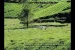 Sale of Darjeeling Tea affected by illegal influx of Nepal Tea