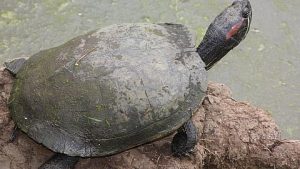Turtle Rehab Centre in Bihar-First of its kind