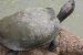 Turtle Rehab Centre in Bihar-First of its kind