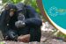 Animal Culture linked to its Conservation at CMS COP 13 for the first time