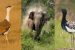 Asian Elephant, Great Indian Bustard and Bengal Florican classified as “Endangered Migratory Species” at CMS COP13