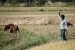 Budget 2020: 2.83 lakh Crore Rupees allocated to Agriculture and Rural Development