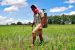 Cabinet approves Pesticide Management Bill 2020