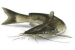 Maharashtra Government orders to destroy “Thai Mangur” fish breeding centres
