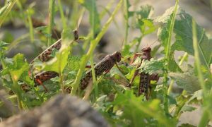 National Emergency Declared in Pakistan to fight against Locusts in the border