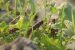 National Emergency Declared in Pakistan to fight against Locusts in the border