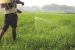 Pradhan Mantri Kisan Sampada Yojana: 32 projects sanctioned