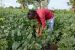 Union Cabinet approves Revamping of PM Fasal Bima Yojana and RWBCIS schemes to address challenges
