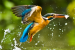 United Nations Bio Diversity Summit to discuss threats to Migratory Species from Infrastructural Development