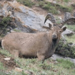 Himalayan Ibex proven to be a distinct species