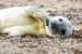 Baltic Sea: Seal Pups face tough winter due to reduced ice levels
