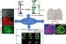 CSIR develops Bi-Luminescent Security ink to Curb Fake Currency Notes