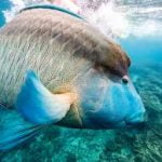 Humphead Wrasse