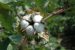 GM Crop: White Flies Resistant Cotton Field Trials begins