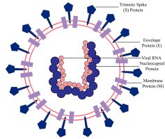 Government of India allows private sector to diagnose Corona Virus