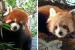 Red Panda Species are two separate species