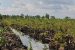 UN Report: “Peatland” protection will help attain climate goals