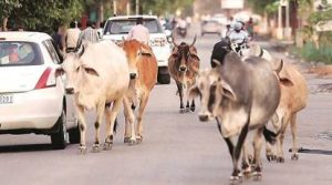 UP Government provides Rs 900 per month to farmers willing to keep stray cattle