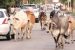 UP Government provides Rs 900 per month to farmers willing to keep stray cattle