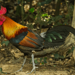 Study on the disappearance of pure strains of the Red Jungle Fowl