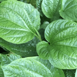 Betel Leaf