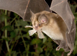 Bats as reservoirs of many viral diseases