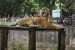 A Tiger tests positive of COVID-19 in the US: Zoos on high alert in the country
