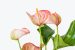 ANTHURIUM: 10 Varieties of the high market value, AIR PURIFYING flower developed