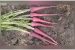 Bio Fortified Carrots developed by farmer scientist