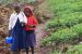 Initiatives to prevent disruption of farming activity during lockdown