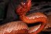 New Viper Species discovered by Indian Herpetologists in Arunachal Pradesh