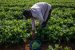 Sown Crop Area has increased by 36%