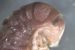A new species “Troglomyces twitteri” discovered