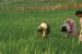 Central Panel recommends to ban use of TB drugs on crops