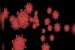Israel isolates key antibody of COVID-19