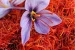 Kashmir Saffron receives GI Tag
