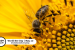 May 20: World Bee Day