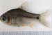 New Fresh water fish “Punitus Sanctus” found