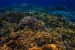 Rare Palm from Andaman replanted in Kerala: To prevent its Extinction