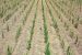 What is “Direct Seeding of Rice” being encouraged amongst farmers?