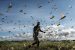 Eco-Friendly Locust Control Through Pheromone Manipulation