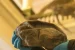 68 Million Years Old Egg discovered from Antarctica
