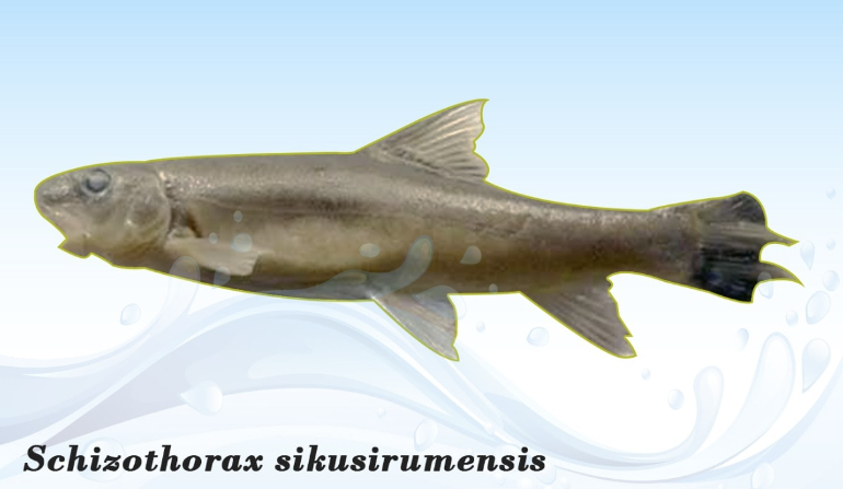 Arunachal Pradesh: New Fish Species Discovered