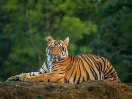 रॉयल बंगाल टाइगर