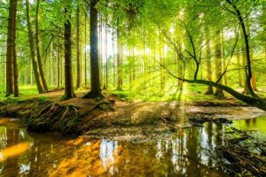 21 मार्च को मनाया गया अंतर्राष्ट्रीय वन दिवस (International Day of Forests)