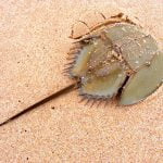 June 20: International Horseshoe Crab Day
