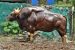 Indian Gaurs facing Mutation