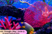 June 9: Coral Triangle Day